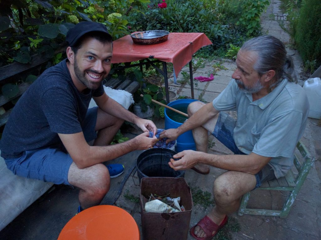 Pitting plums to add to the grape pomace